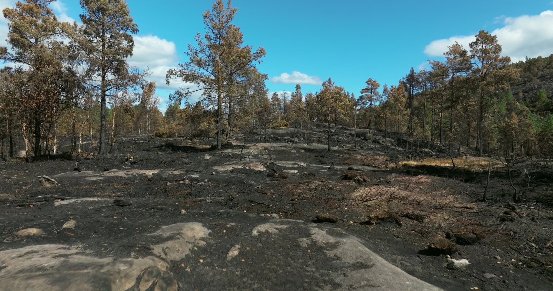 Charred bedrock and scorched pines after wildfire, Vestøl, Norway