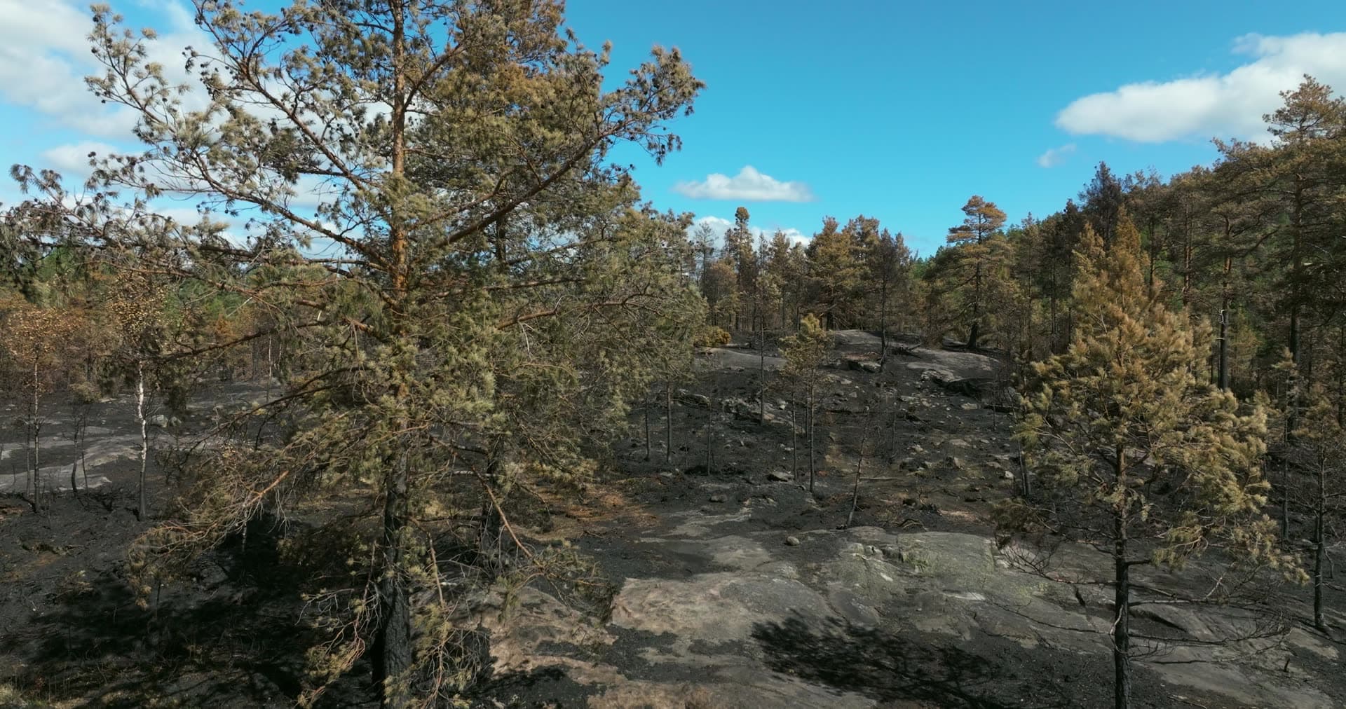 Scorched pines and fire-blackened bedrock, Vestøl, Norway