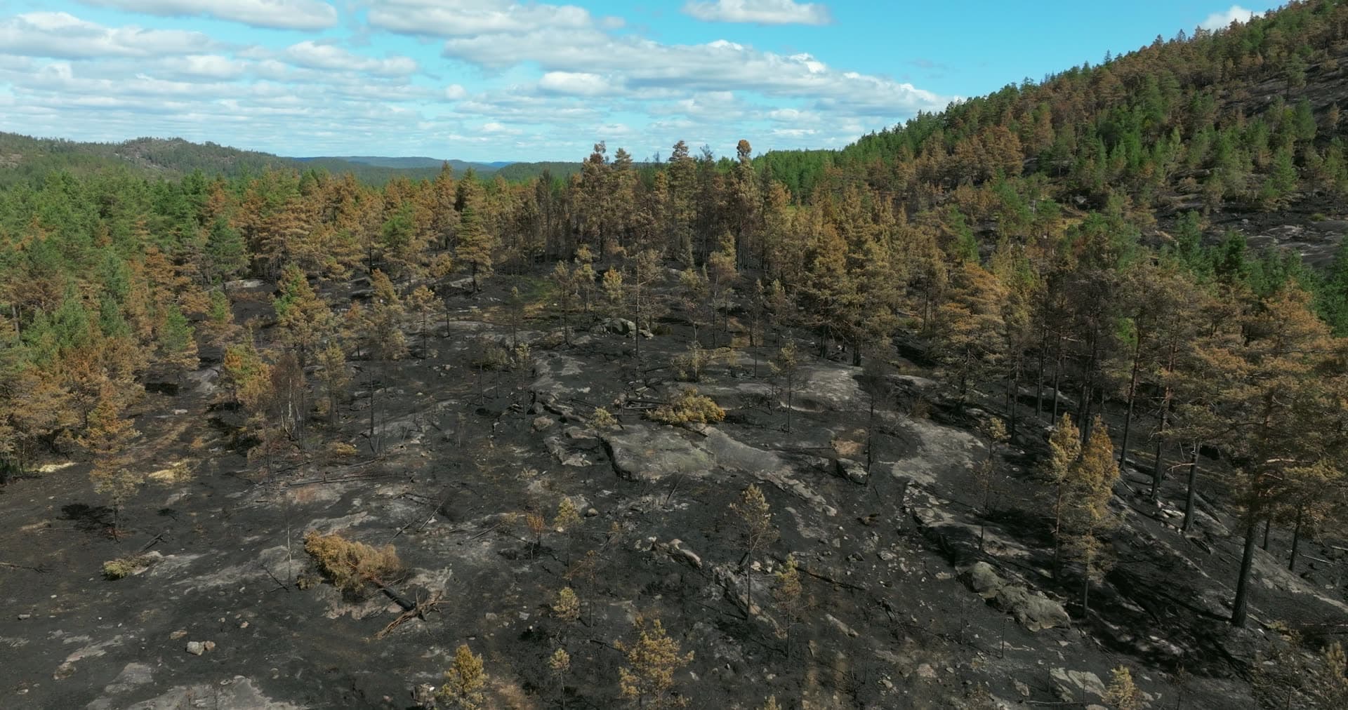 Charred ground and scorched pines after wildfire, Vestøl, Norway