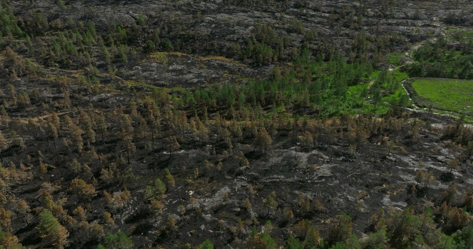 Wildfire-scorched pines and blackened bedrock, Vestøl, Norway