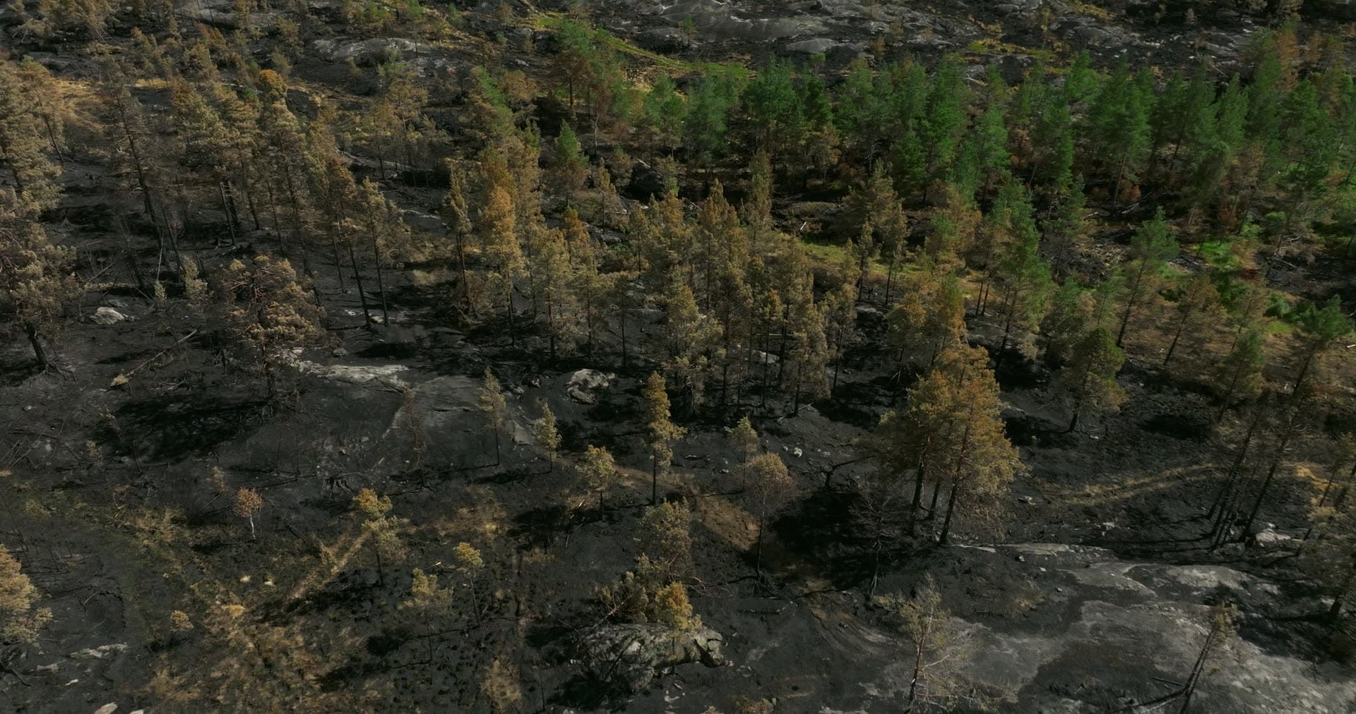 Charred pines and blackened bedrock after wildfire, Vestøl, Norway
