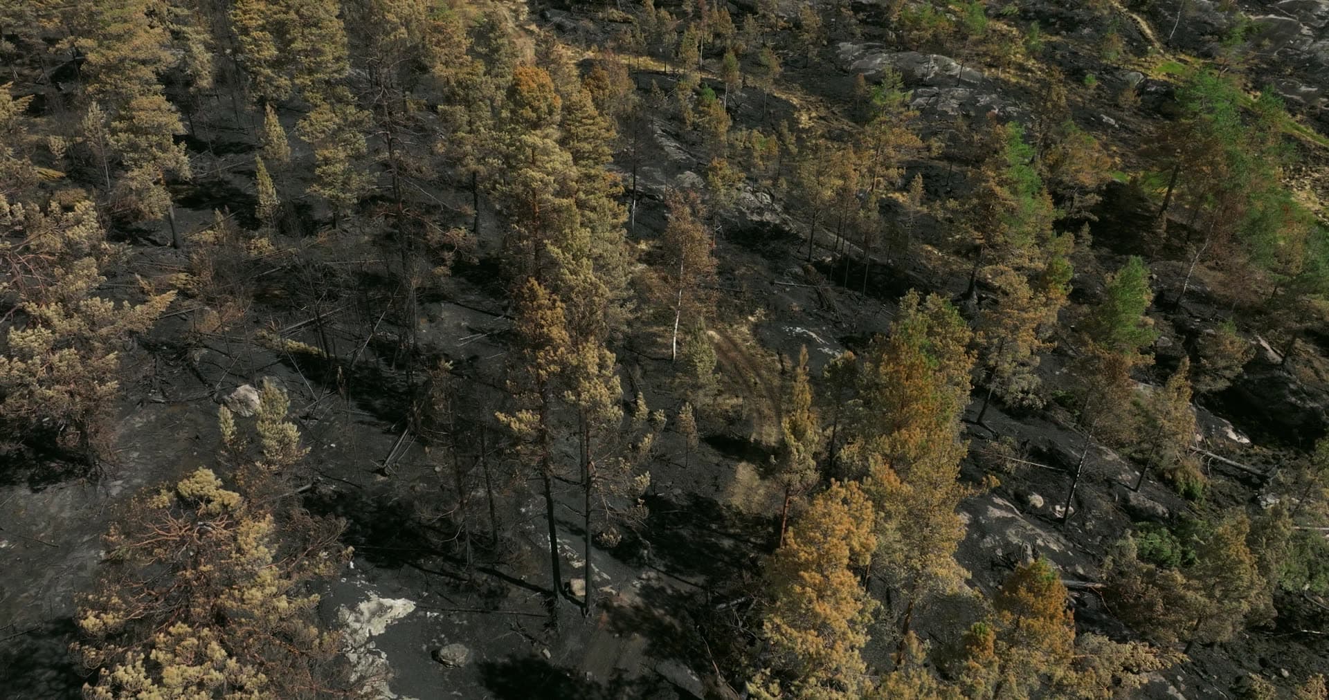Wildfire-scorched pine forest on bare rock, Vestøl, Norway