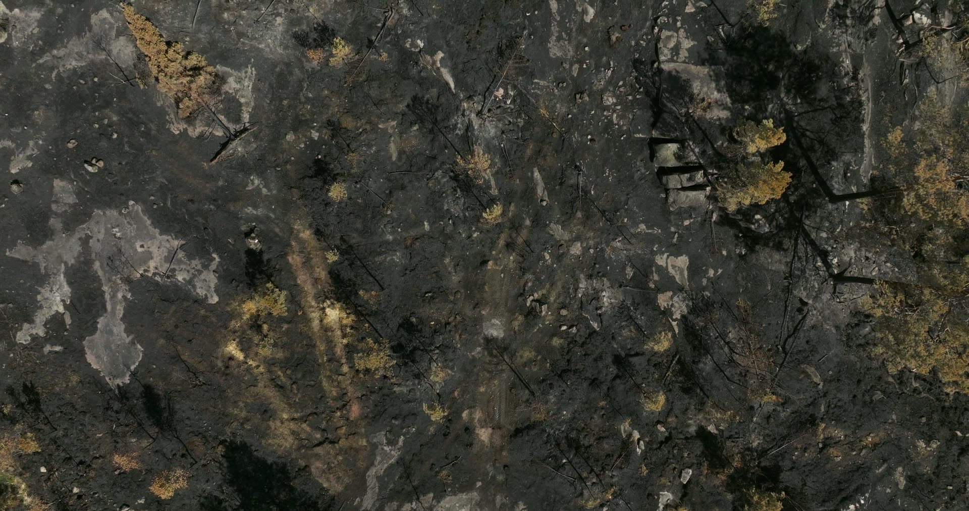 Charred forest floor at wildfire burn edge, Vestøl, Norway