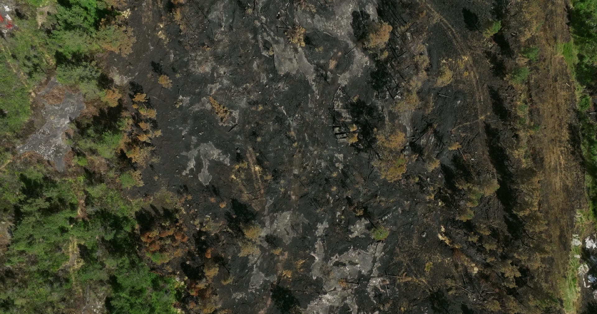 Wildfire-burnt forest edge on bare rock, Vestøl, Norway